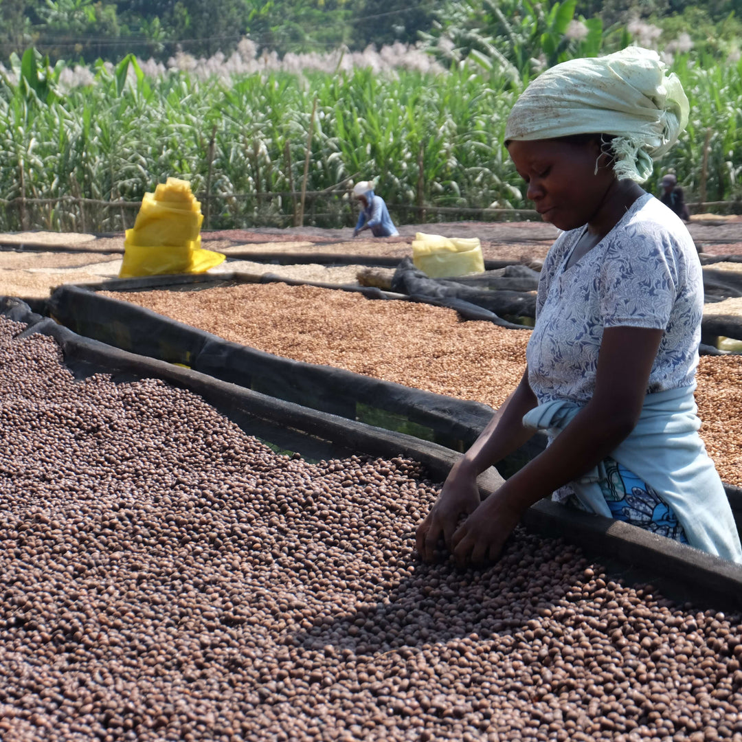 ルワンダ ルガリ ナチュラル ブルボン&C15