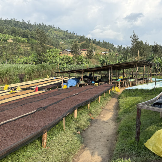 ルワンダ ルガリ ナチュラル ブルボン&C15