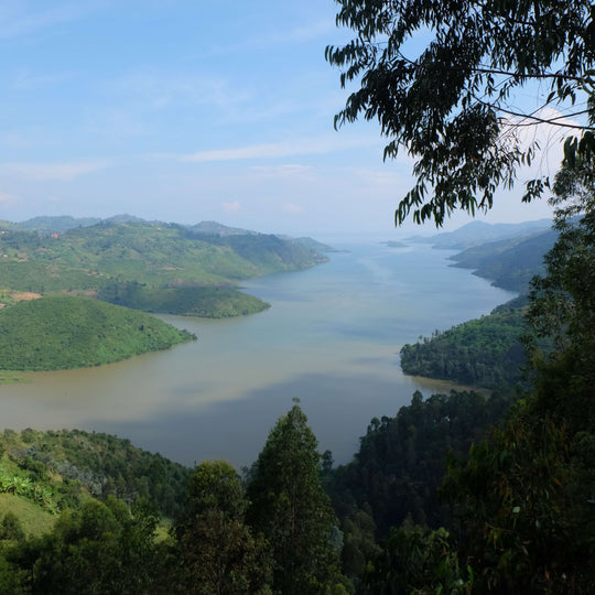 ルワンダ ルガリ ナチュラル ブルボン&C15