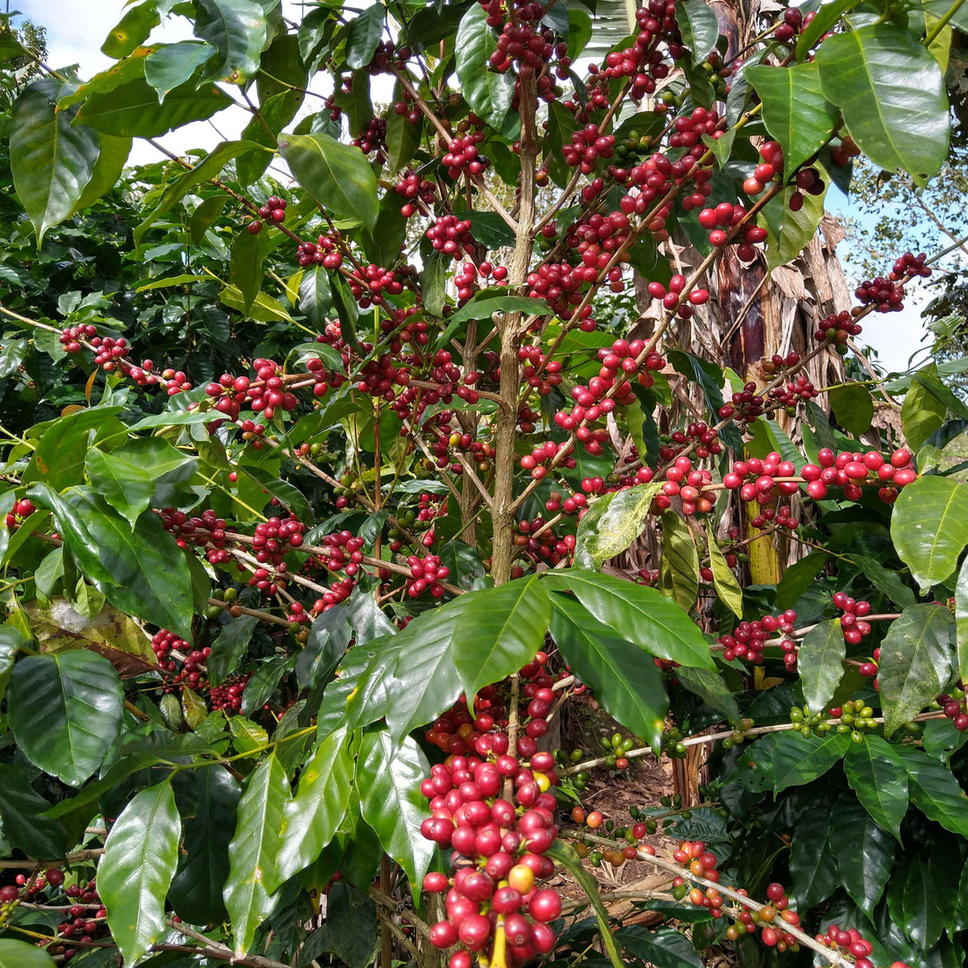 ニカラグア ラスデリシアス ジャバニカ ナチュラル