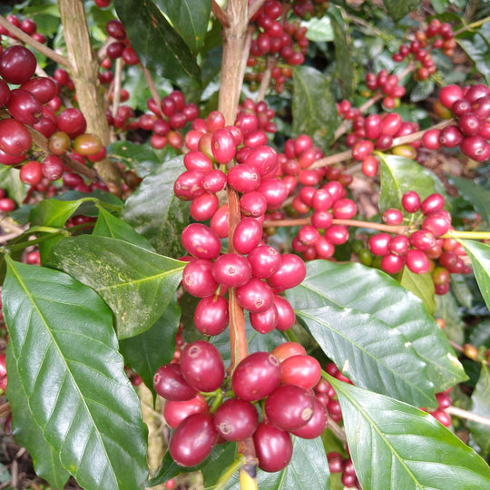 ニカラグア ラスデリシアス ジャバニカ ナチュラル