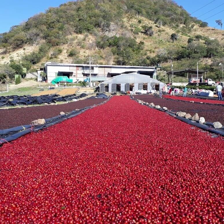 ニカラグア ラスデリシアス ジャバニカ ナチュラル