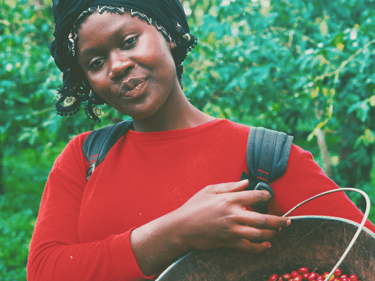 カメルーン オクンベサ ジャイアントピーベリー  ウォッシュド G1