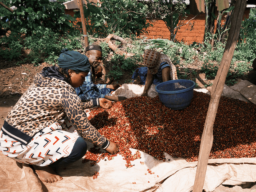 カメルーン オクンベサ ジャイアントピーベリー  ウォッシュド G1