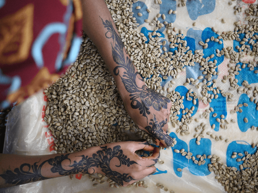 カメルーン オクンベサ ジャイアントピーベリー  ウォッシュド G1