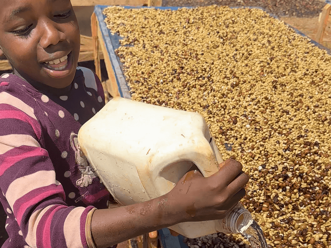 カメルーン オクンベサ ジャイアントピーベリー  ウォッシュド G1