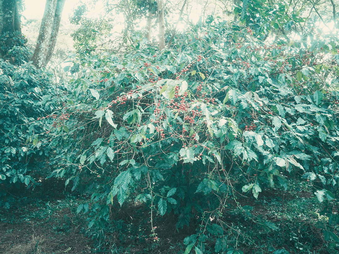 カメルーン オクンベサ ジャイアントピーベリー  ウォッシュド G1