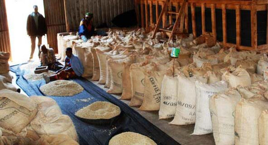タンザニア ンゴロンゴロ エーデルワイス農園 AA ウォッシュド