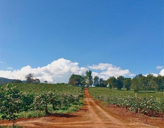 タンザニア ンゴロンゴロ エーデルワイス農園 AA ウォッシュド